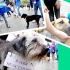 Woof festival - moskevský průvod toulavých psů